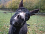 medium_animaux2004_1029_211258AA.JPG