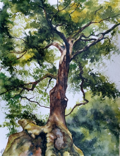 abby,aquarelle,watercolor,arbre,forêt,sous-bois,paysage,landscape,nature,peinture,art
