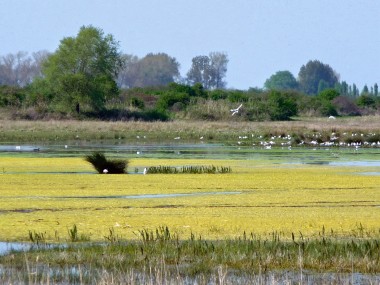 Baie de Somme 055.jpg