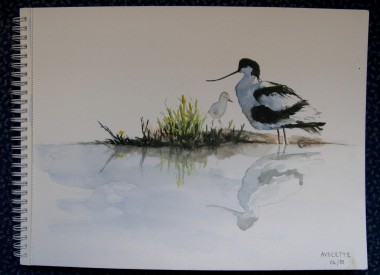 Avocette.jpg