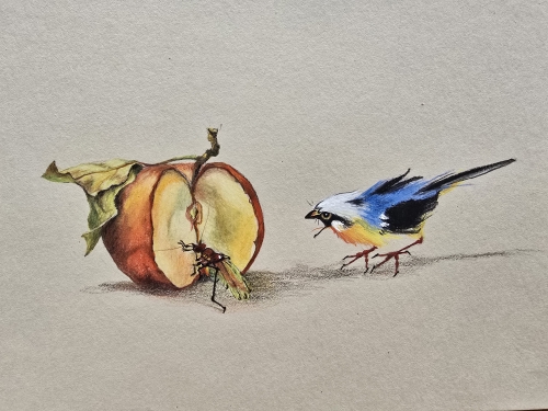 Crayons de couleur,aquarelle,abby,dessin,oiseaux,style asiatique,fruits,insectes