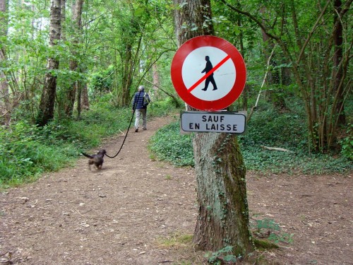 en laisse 3.jpg