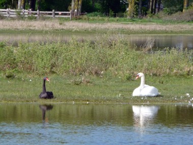 Baie de Somme 156.jpg